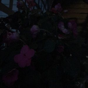 Meet your Posher, Mona